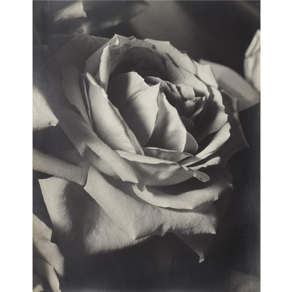 Man Ray, The Rose 