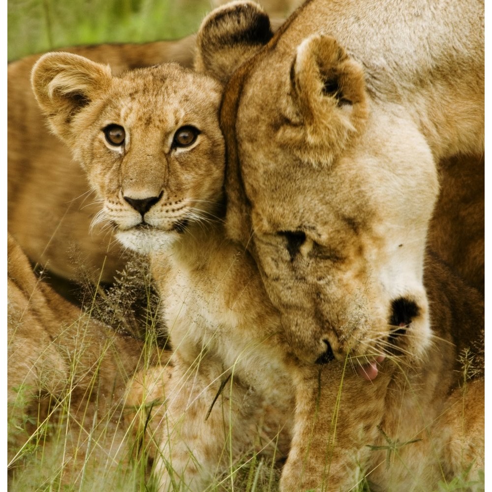 Lion Cub Poster