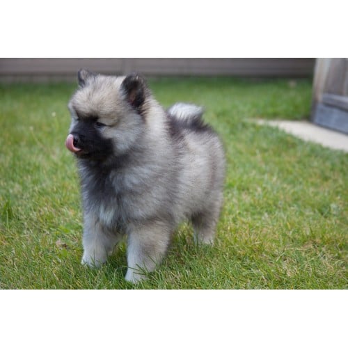 how much is a keeshond puppy