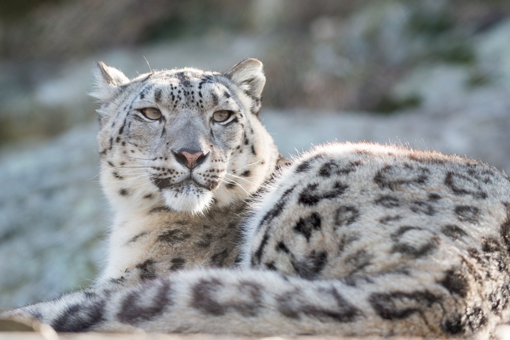 Animal : Snow Leopard Poster