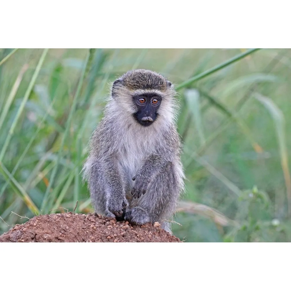 Vervet monkey for store sale