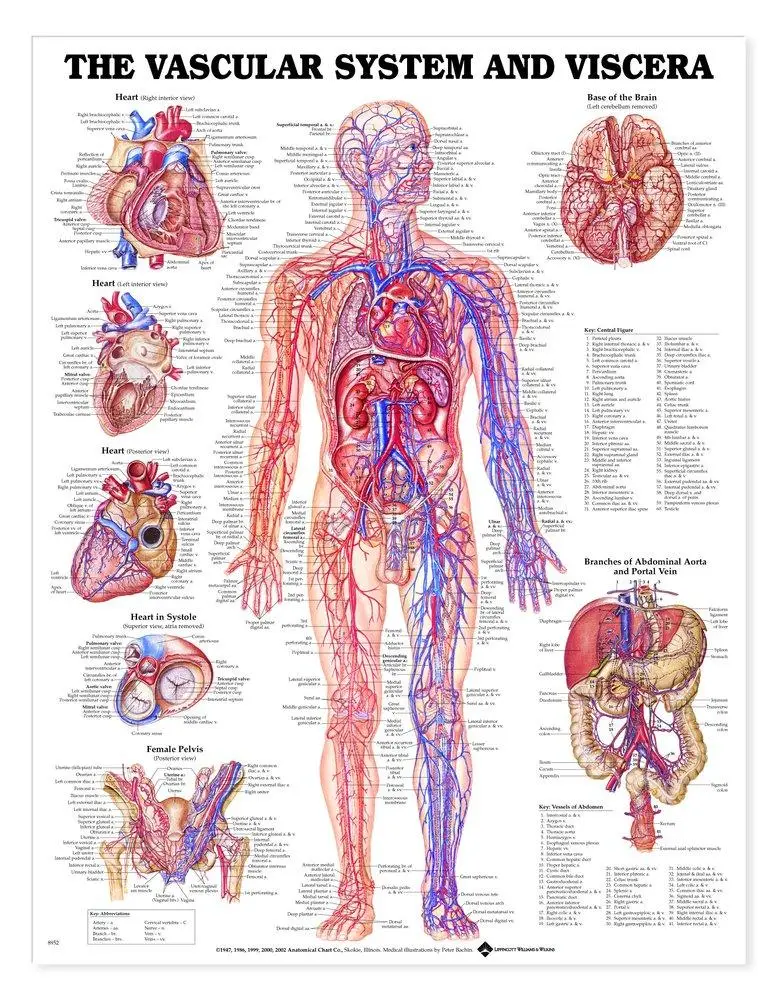 The Vascular System And Viscera Anatomy Poste | Arthipo