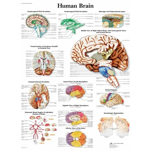 Human Brain Anatomy Poster